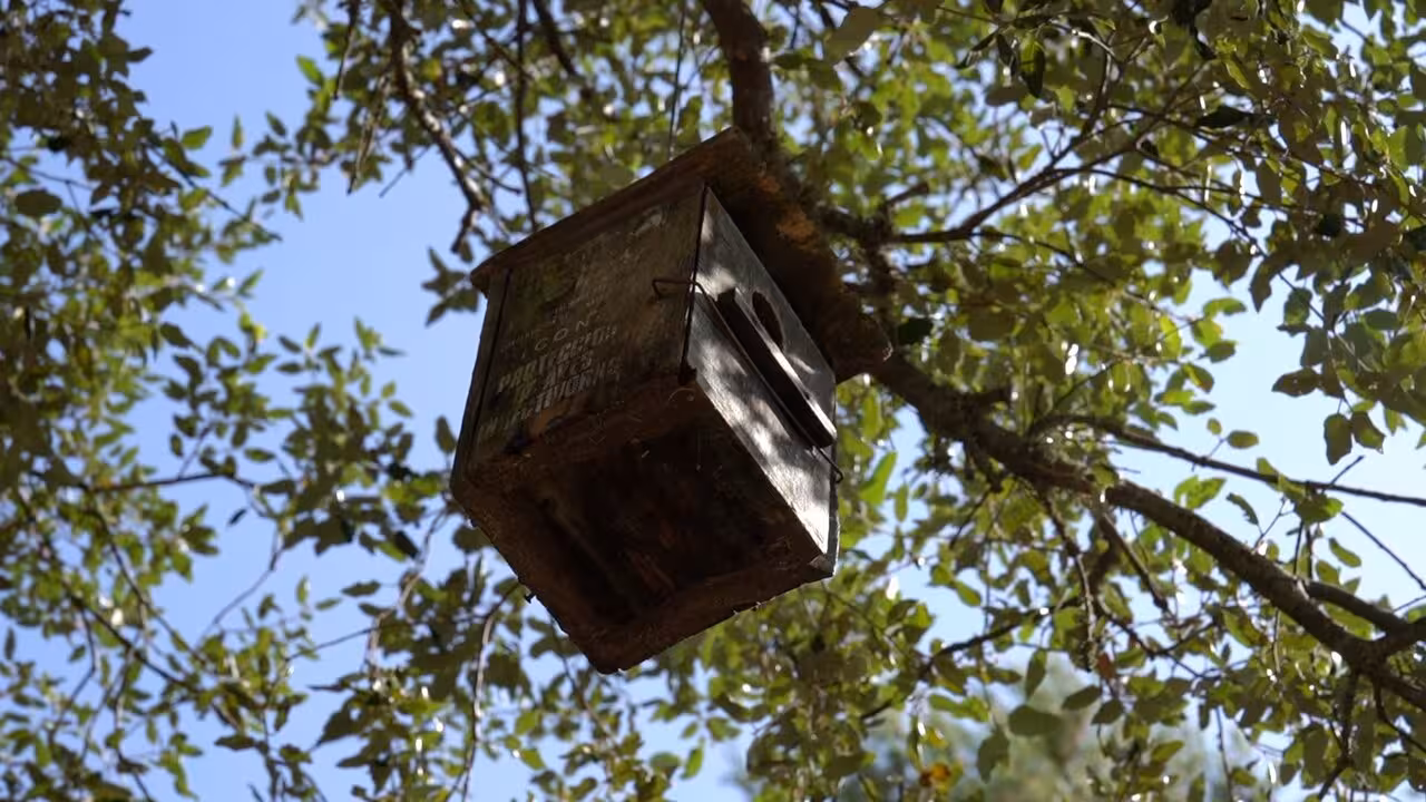 E_Caixes niu bunyola