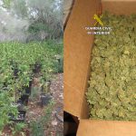 Incautadas 258 plantas de marihuana en Porreres