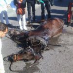 AnimaNaturalis pide acabar con el uso de caballos en las galeras de Palma