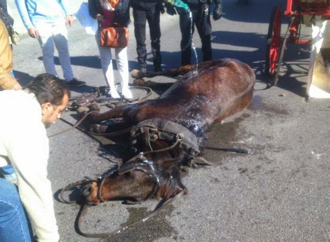 AnimaNaturalis pide acabar con el uso de caballos en las galeras de Palma