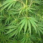 Incautan 500 plantas de marihuana en Palma