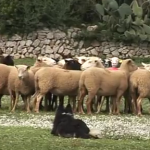 Son Mesquida acoge de nuevo el concurso de perros pastores más antiguo de Mallorca