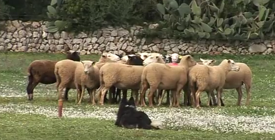 perro y ovejas