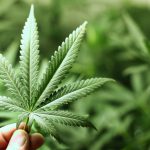 La regulación del cannabis se debatirá este martes en Cort