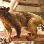 Localizados once animales de especies amenazadas en S'Aranjassa