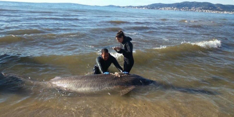 Hallan muerto un tiburón de casi cuatro metros en el Molinar