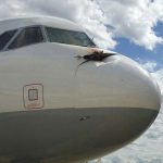 El choque entre un avión y un voltor negre fue una desgraciada casualidad