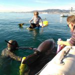 Rescatan a un delfín enredado en una red en la Bahía de Palma