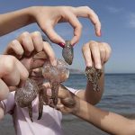 Un verano con menos medusas en Baleares