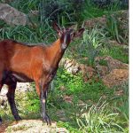 Matanza de cabras salvajes en Calvià