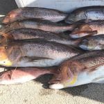 Sancionan a un pescador por capturar más pescado del permitido en Alcúdia