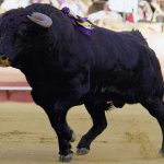 Mallorca Sense Sang se alía a Guanyem Alcúdia contra el maltrato animal