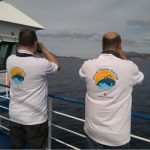 Fundación Baleària detecta un aumento de avistamientos de cetáceos en el Mediterráneo