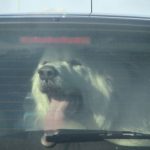 Rescatan a un perro con síntomas de deshidratación del interior de un vehículo en Santa Eularia