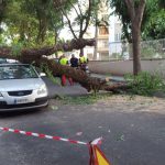 Susto en el Coll d'en Rabassa: caen varios árboles en plena calle