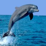 Rescatado un delfín atrapado en el Puerto de Andratx