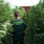 Desarticulan dos plantaciones de marihuana en Consell y Sineu