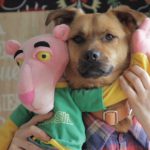 'Tu perrito', la versión del 'Despacito' para fomentar la adopción canina