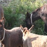 El Ajuntament d'Artà inicia un plan de limpieza sostenible con una docena de burros