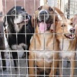 Baldea reclama al Govern que se puedan construir refugios de animales en suelo rústico