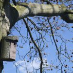 Instalarán más cajas refugio de murciélagos para controlar las plagas forestales