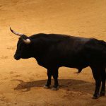 La inconstitucionalidad mató al toro balear