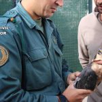 La Guardia Civil interviene 23 aves rapaces en la Operación Pihuelas