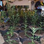 Desmantelada una plantación de marihuana en el interior de una vivienda de Montuïri