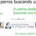 25 perros de Son Reus participarán en un desfile para encontrar familia