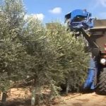 Conserves Rosselló implanta nuevas técnicas de recogida de olivas en Son Mesquidassa
