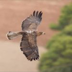 Govern finaliza con éxito el Plan de Reintroducción del águila 'coabarrada'