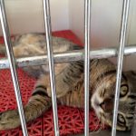 Voluntarios denuncian el contagio entre gatos de Son Reus de una enfermedad mortal