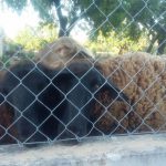 Animalistas de Balears denuncian el mal estado de unas ovejas en Lloseta