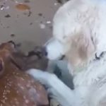 Vídeo / Un perro se lanza al mar para salvar a... un cervatillo