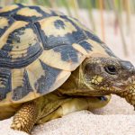 Nacen en Eivissa las primeras crías de tortuga mediterránea en cautividad, según destaca el Govern