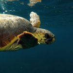 Baleària trasladará tortugas marinas heridas o enfermas al Palma Aquarium
