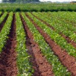 El Gobierno reduce el IRPF a productores agrícolas y ganaderos afectados por la sequía
