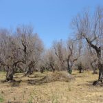 ASAJA propone recuperar terrenos degradados y reponer árboles muertos con fondos de la ecotasa
