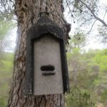 Los murciélagos de s'Albufera, favorecidos con nuevas cajas refugio