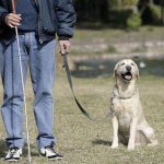La ONCE organiza exhibiciones de sus perros guías y una carrera 'a ciegas' para el sábado