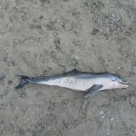 Aparece muerta una cría de delfín en la Playa dels Morts de Peguera (Calvià)
