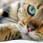 Campaña en Calvià para la identificación y esterilización de gatos domésticos