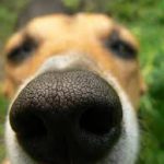 Un perro de la Policía Local de Sant Antoni detecta marihuana y cristal en el paseo de s'Arenal