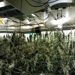 Desmantelado un laboratorio de drogas con música para las plantas de marihuana