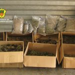 Desmantelan once plantaciones de marihuana en Santa Eulària (Eivissa)
