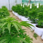 La Guardia Civil detiene a dos jóvenes por cultivar más de 200 plantas de marihuana en Menorca