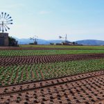 El Pi reclama más subvenciones para recuperar los molinos de viento