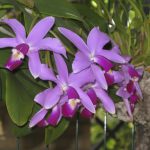 Casi 5.500 ejemplares de la 'orquídea de prat' en el Parque Natural de s'Albufera