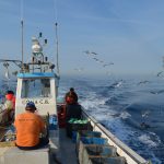 El Consell de Ibiza pide la prohibición de la pesca de palangre en aguas interiores