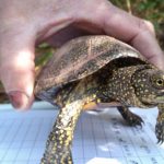 GOB Menorca redactará un plan de conservación de la tortuga de agua